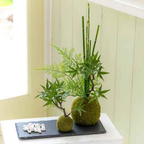 Cupbon カップボン 寄植え苔玉 黒岩皿 モミジ 花屋 フジテレビフラワーネット のオリジナル商品 フラワーギフトはプロのお花屋 さんにおまかせ フジテレビフラワーネット