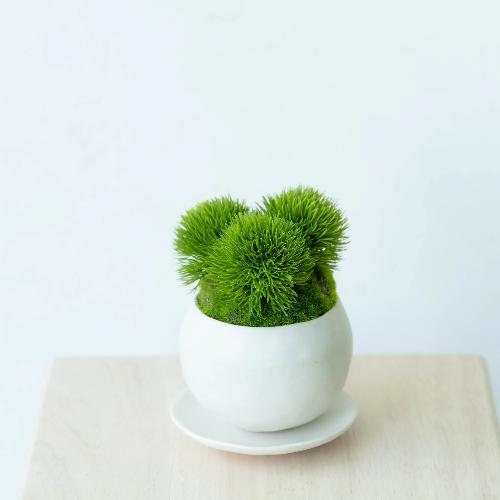 CUPBON/カップボン】アーティフィシャルミニ盆栽 白皿付マリモ」| 花屋