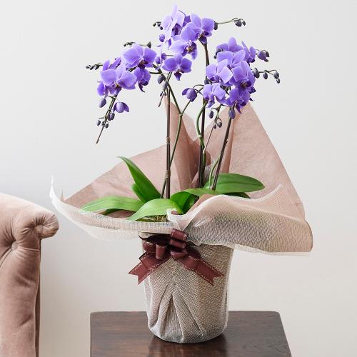 ブルージーン　胡蝶蘭　3本立て Blue Gene（ブルージーン）3本立ち」| 花屋「フジテレビフラワーネット