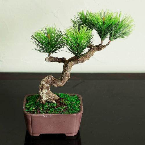 クラフト盆栽「松」」| 花屋「フジテレビフラワーネット」のオリジナル