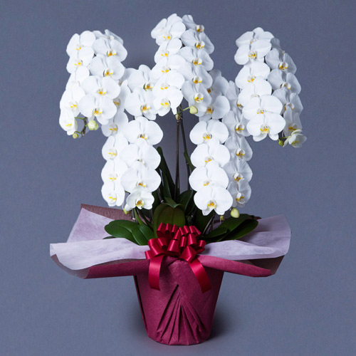 造花　胡蝶蘭白　５本立ち　お祝い花　お供え花 0101pp-shop_pk501-redwrap